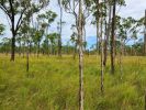 Photo of a sparse forest of trees in a grassy area