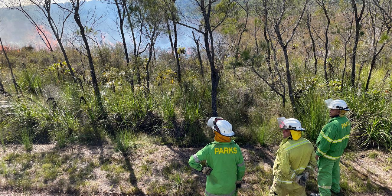 Rangers standing on a fire break road, watching on as a planned burn blazes in the background. 