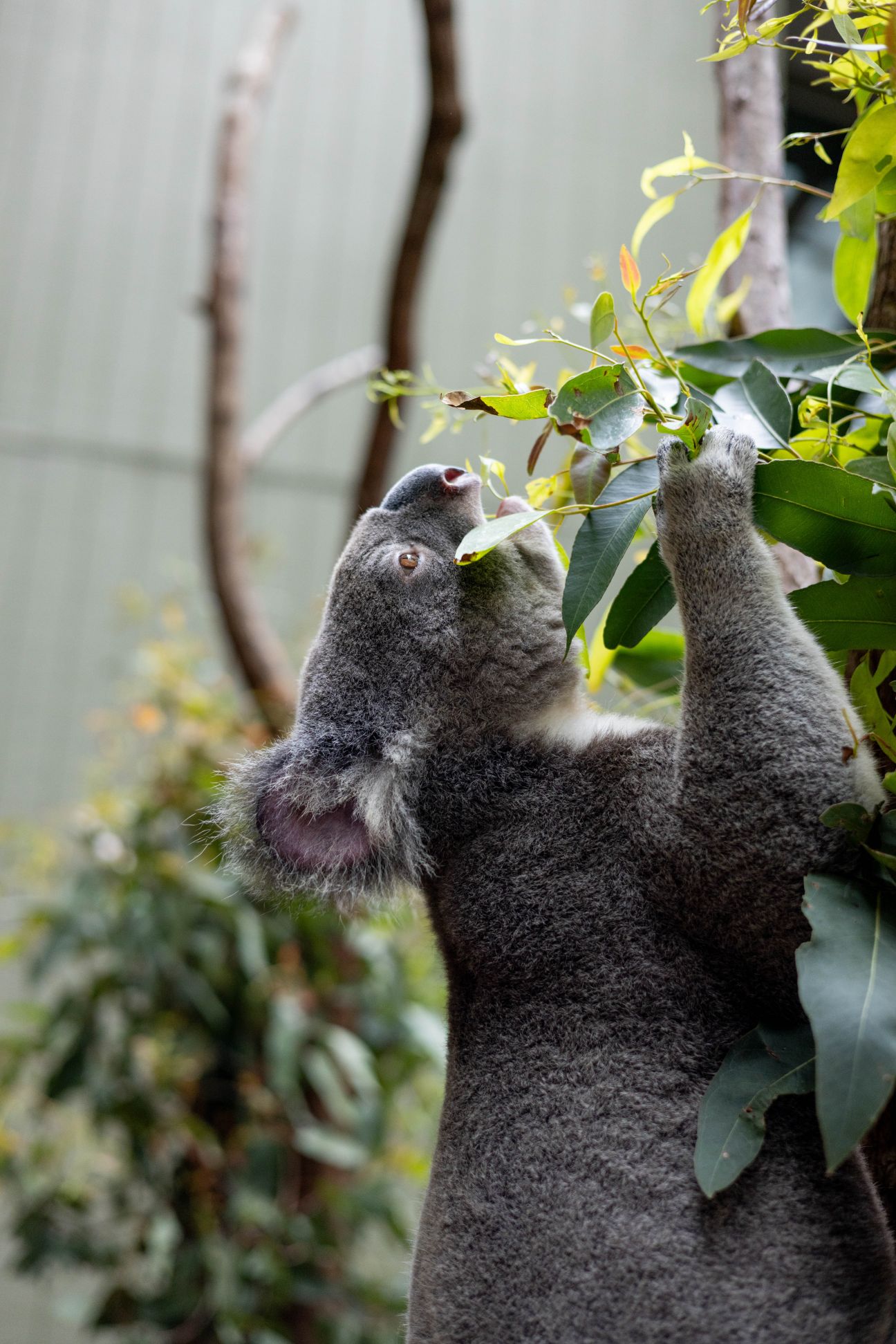 Photo of male koala, Boondi, enjoying a snack on his favourite eucalyptus leaf.