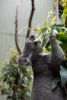 Photo of male koala, Boondi, enjoying a snack on his favourite eucalyptus leaf.