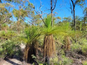 Grass trees