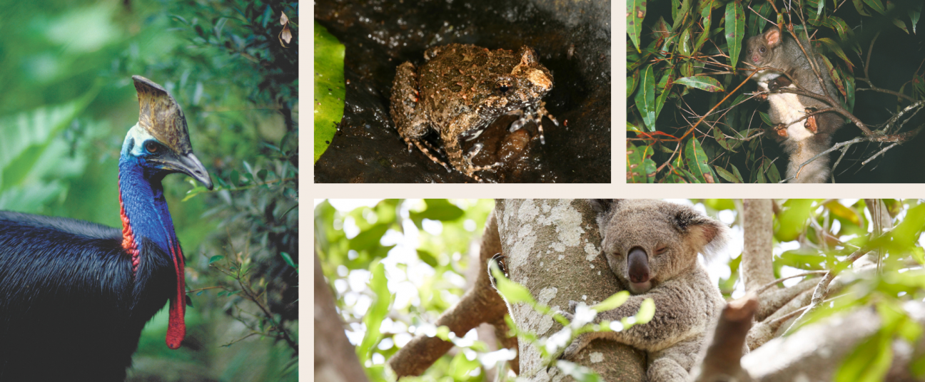 Collage of animals: southern cassowary in rainforest (left), tusked frog on wet brown earth (top middle), greater glider in a tree amongst leaves (top right), koala sleeping in a tree(bottom right)