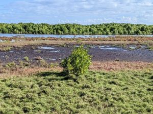 Saltmarsh at Hays Inlet
