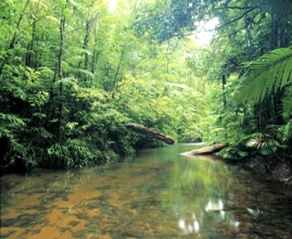 Lacey Creek, Djiru National Park, Queensland. 