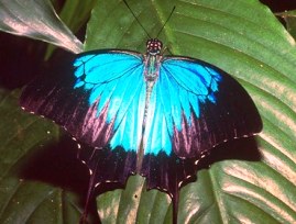 Ulysses butterflies add a splash of colour to the rainforest. 