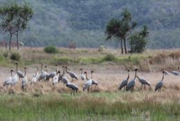 Brolgas feeding near Long Swamp, Pandanus viewing area. 