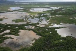 Aerial view of the Town Common wetlands during the wet season. 
