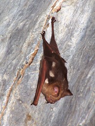 Diadem leaf-nosed bat