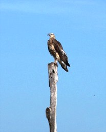 Image of an osprey - they can be seen soaring effortlessly above the island.