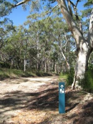 A track in the Mount Mee section of the park.