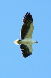 Image of a white-bellied sea-eagle.
