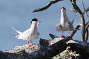 Roseate terns bring their fresh catch back to the island for dinner. 