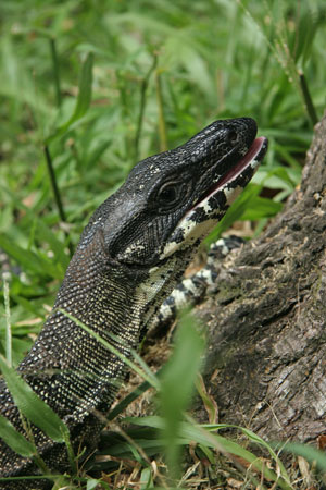 Pack strong containers to store and protect your food and rubbish from foraging wildlife, including goannas. Human food is harmful to wildlife! 