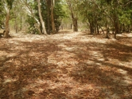 Five Mile Creek camping area