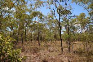 Wúndu camping area has two separate and partially shady sites in upland forest.
