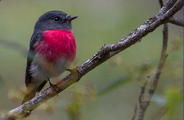 A rose robin, one of the many species of bird found in Crows Nest National Park.