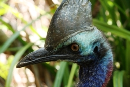 Image of the southern cassowary.