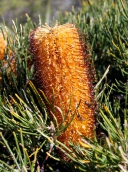 Golden candlesticks Banksia spinulosa var. collina flower in the montane heath mainly between May and August. 
