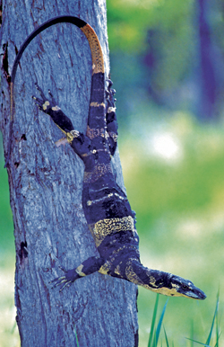 The uncommon banded form of the lace monitor Varanus varius. 