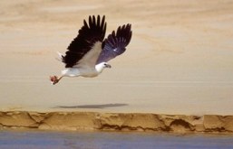 White-bellied sea-eagle. 