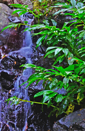 Water flows in the gullies of Ravensbourne, supporting a wealth of animal and plant species. 