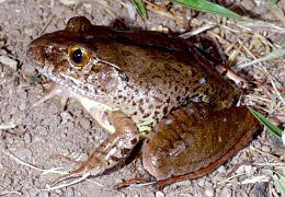 Image of a giant barred frog <em>Mixophyes iteratus</em>, the second largest species of frog in Australia.