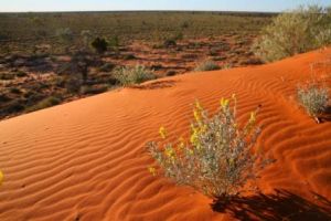 Image of Welford National Park's popular Desert Drive.