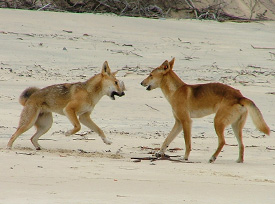 Dingoes will fight to gain dominance. People should not mistake this for playfulness. 