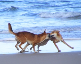 Natural pack behaviour includes attempts for dominance within the pack. Do not mistake this behaviour as 'play'- it is not a game. 