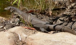 Merten's water monitor. 