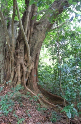 Image of a fig tree, Mount Beerburrum walking track. Rainforest and open forest feature on this walk.