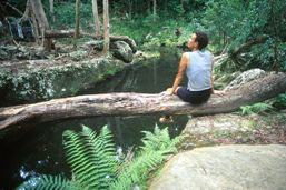 Photo of the rainforest at Surprise Creek.
