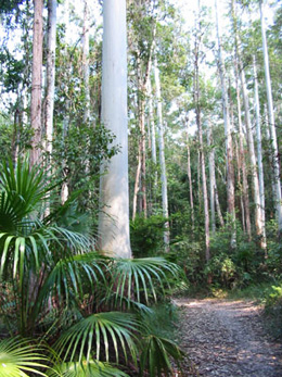 Forest on the Rocky Creek circuit, Parklands Conservation Park. 