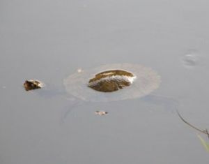 Freshwater turtles (Baŋgurru) can be seen in Stoney Creek.