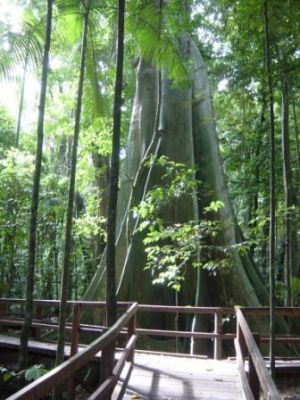 Photo of Broadwater fig on the rainforest walk.
