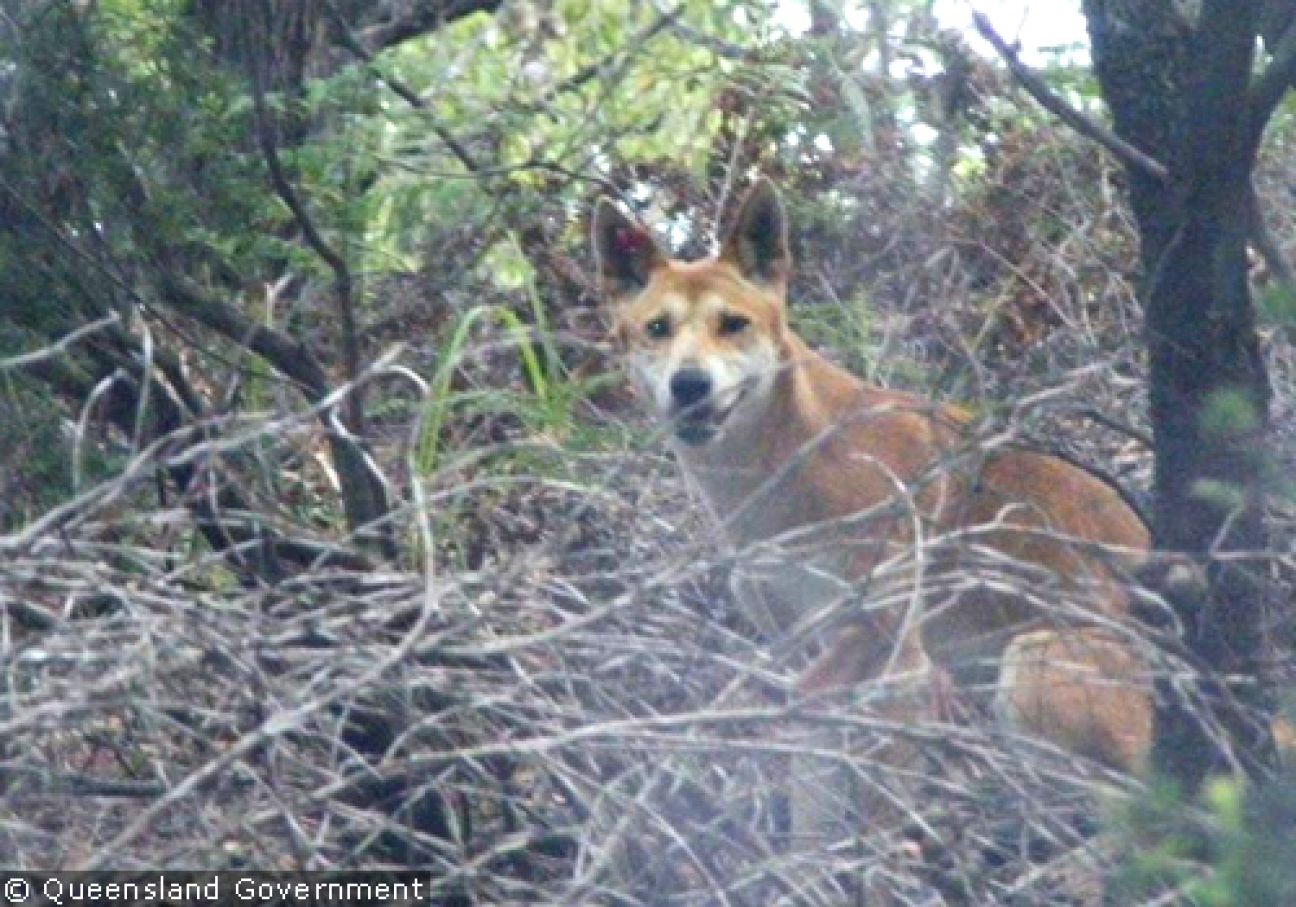 Fraser Island Dingoes