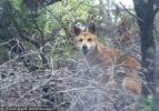 Fraser Island Dingoes