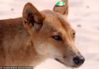 Fraser Island Dingoes