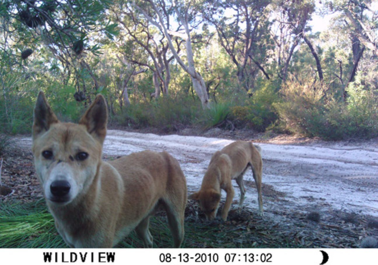Fraser Island Dingoes