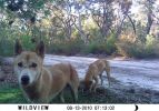 Fraser Island Dingoes