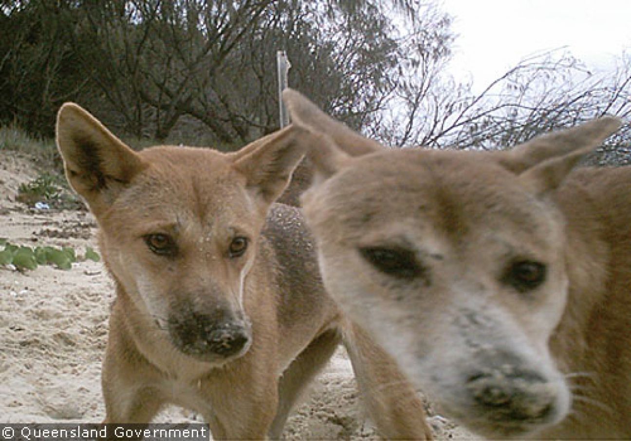 Fraser Island Dingoes