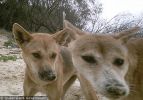 Fraser Island Dingoes