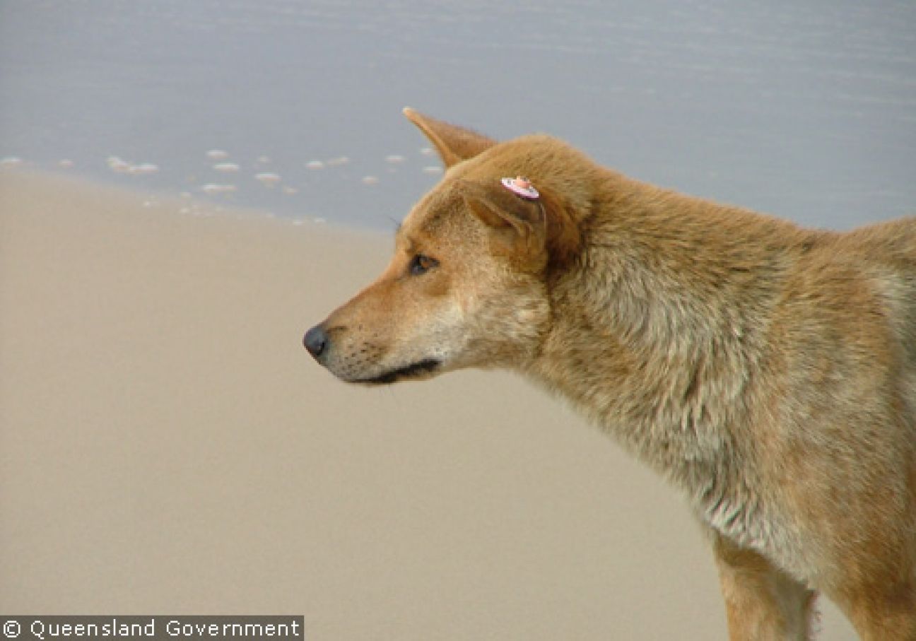 Fraser Island Dingoes