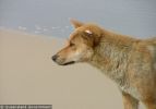 Fraser Island Dingoes