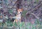 Fraser Island Dingoes