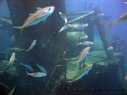 Yakkas schooling around the wreck. 
