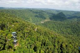 Mamu Tropical Skywalk