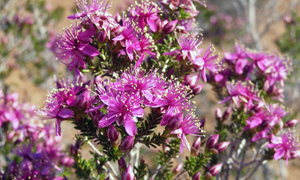 The blossoms of Homalocalyx sp. are quite extraordinary. 