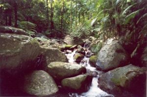 Image of Rainforest creek, Cannabullen Creek track.
