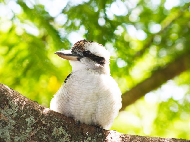 Keep an eye out for kookaburras in Charlie Moreland day-use area.